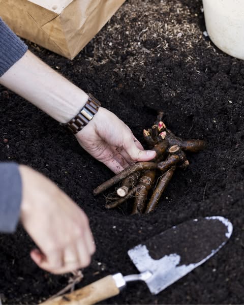Pioenrozen wortelknollen van de kwekerij | Clay & Roots