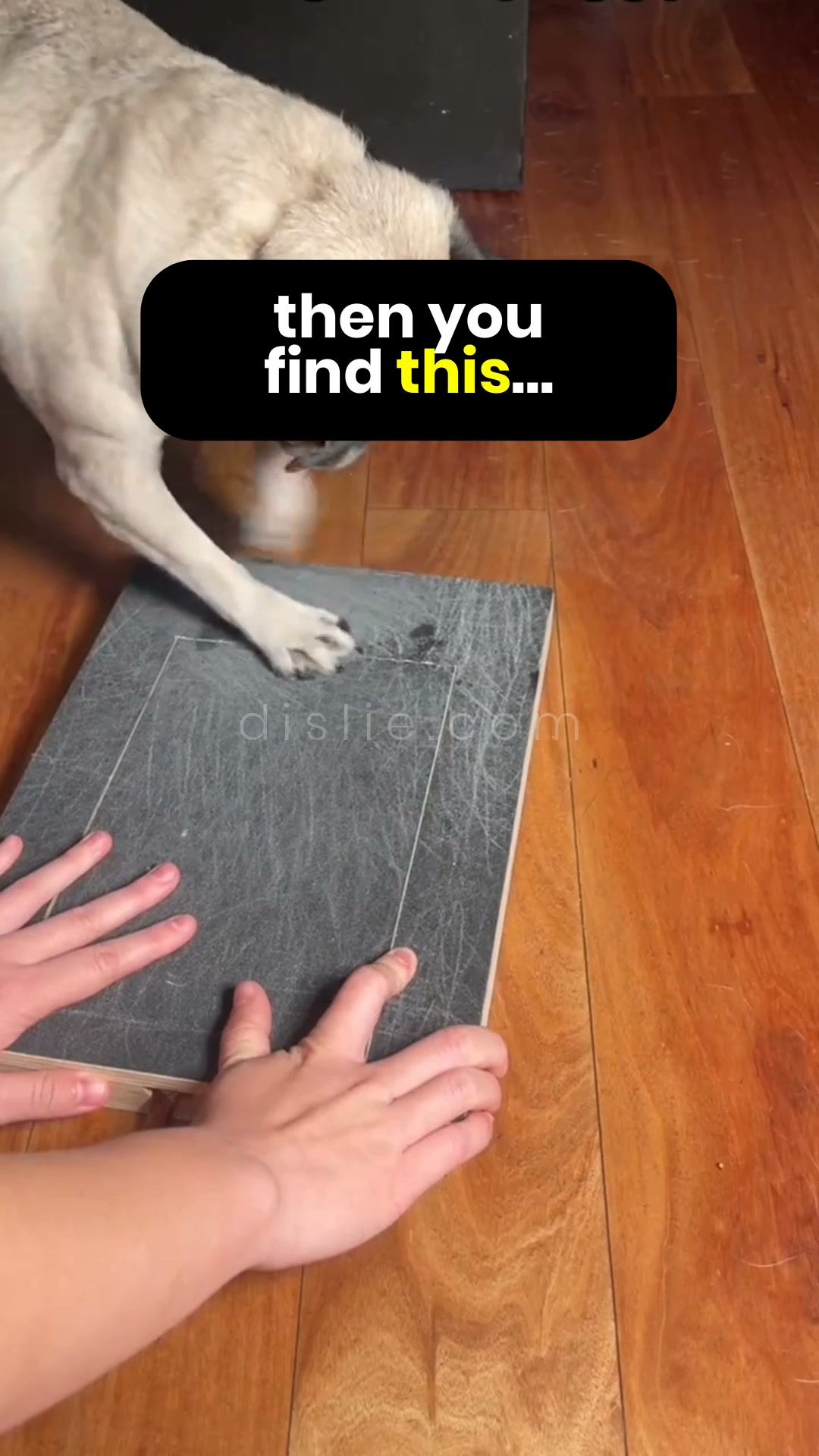 No more sedated groomer visits, or your money back.
