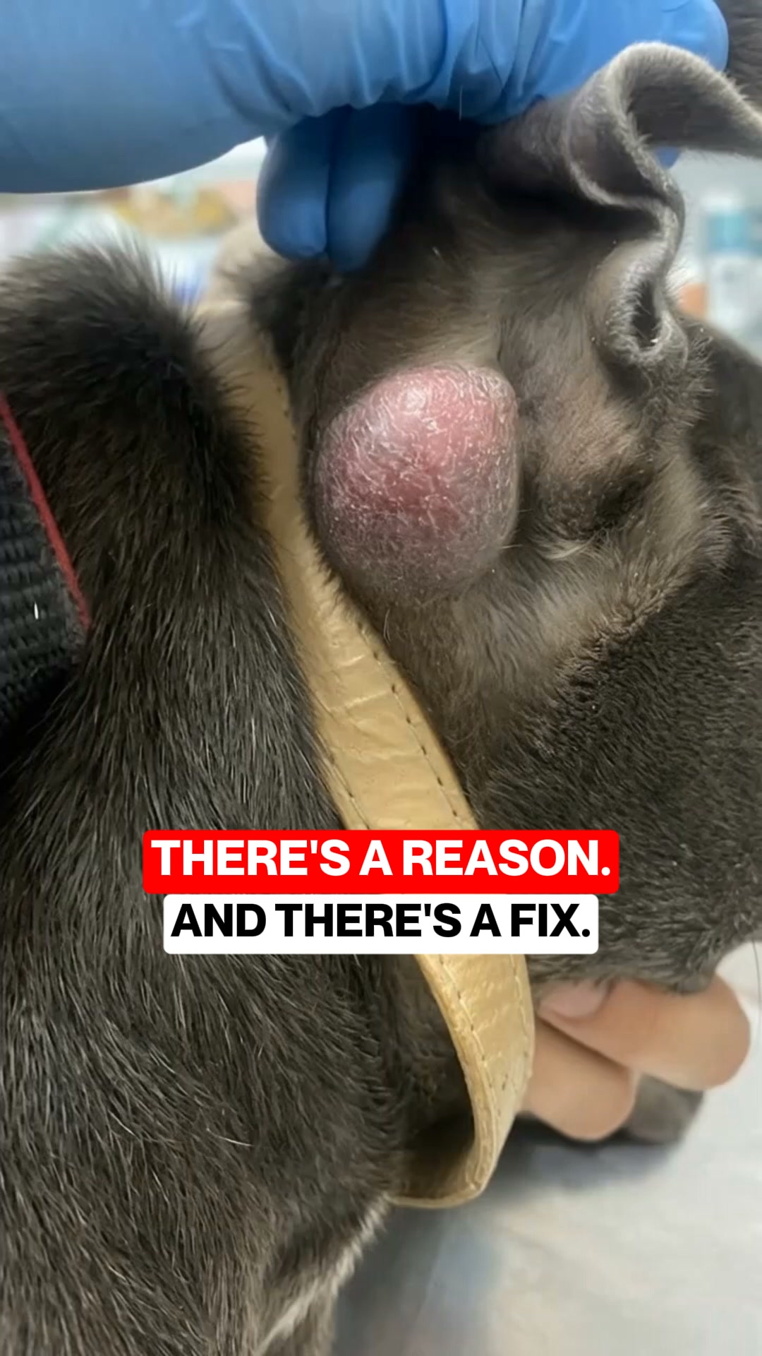 Boost Your Dog's Health Today!