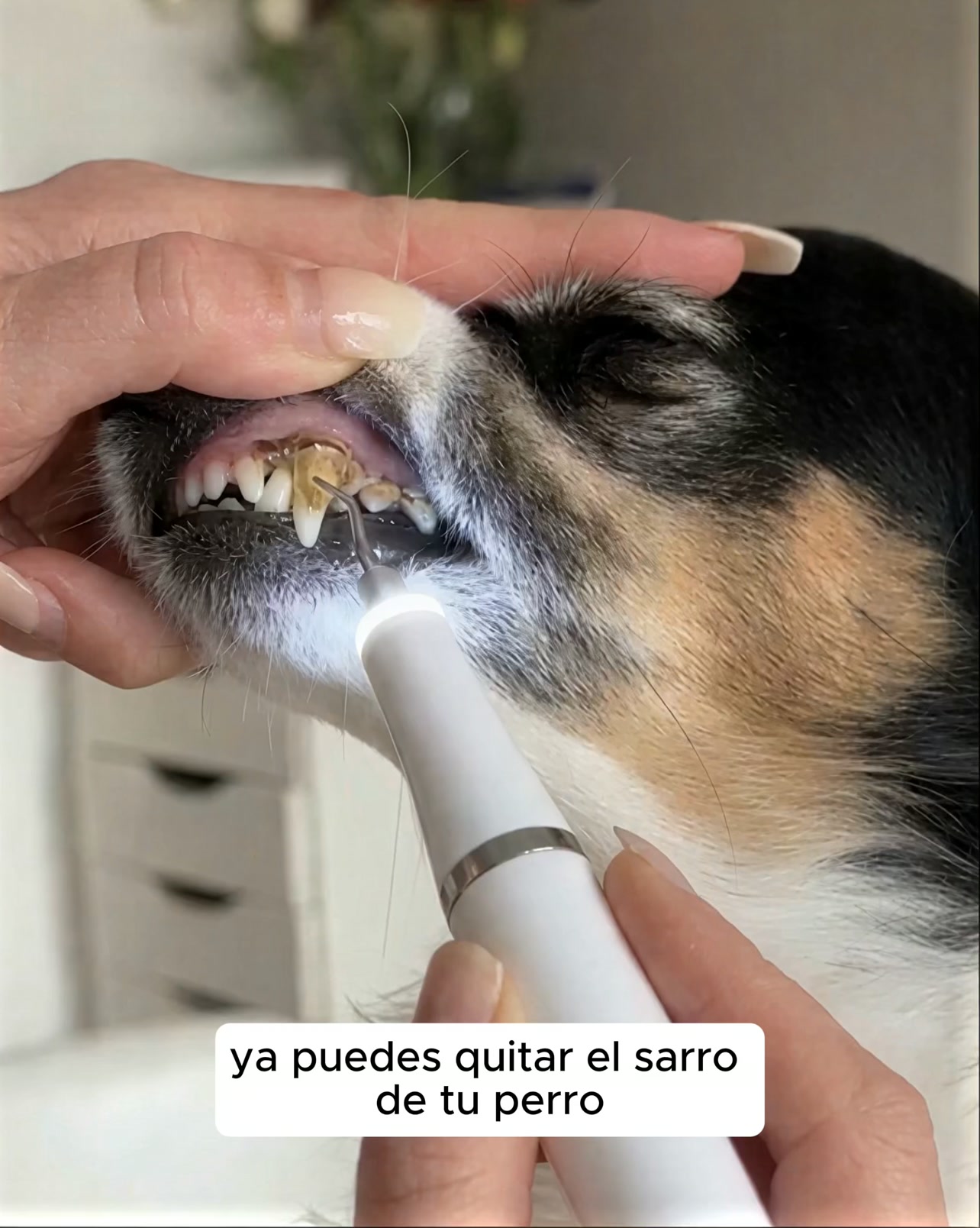 Kit Goldoris - Eliminador ultrasónico silencioso de placa y sarro para perros