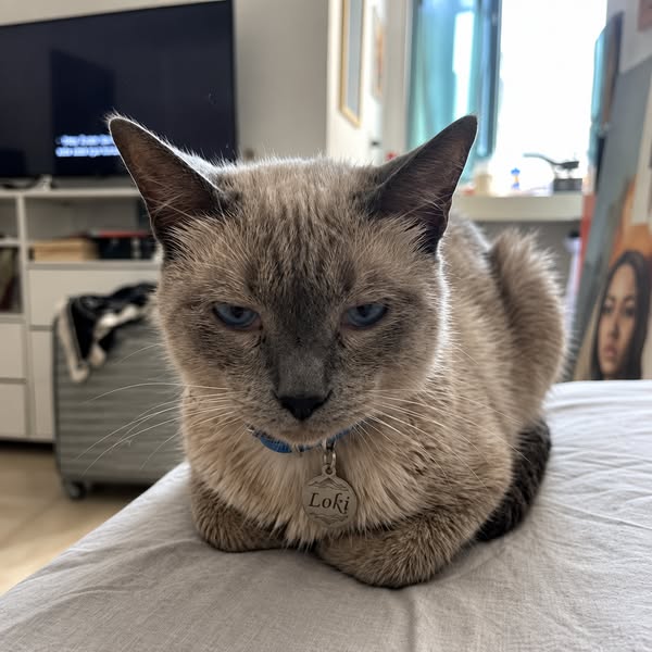 Loki è morto a soli 6 anni. Poi Simba ha iniziato a fare la stessa cosa
