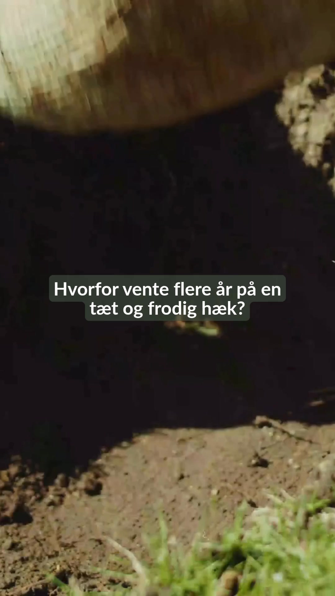 Køb din hæk her