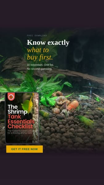 Setting up your first shrimp tank?