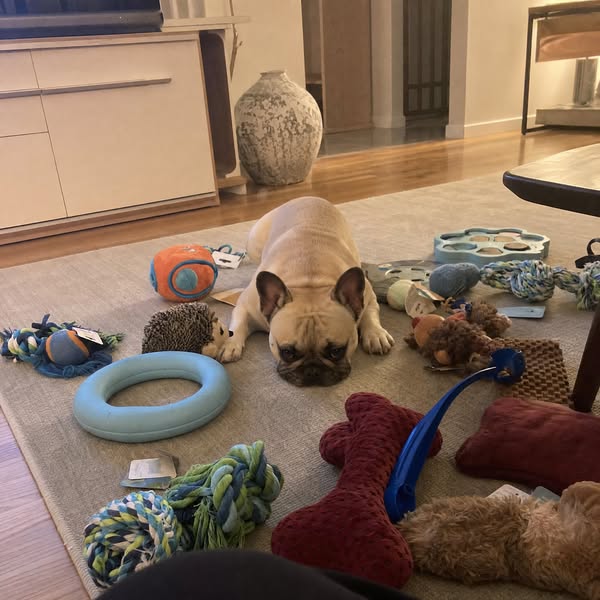 I added up every dog toy receipt. $412. He ignored all of them