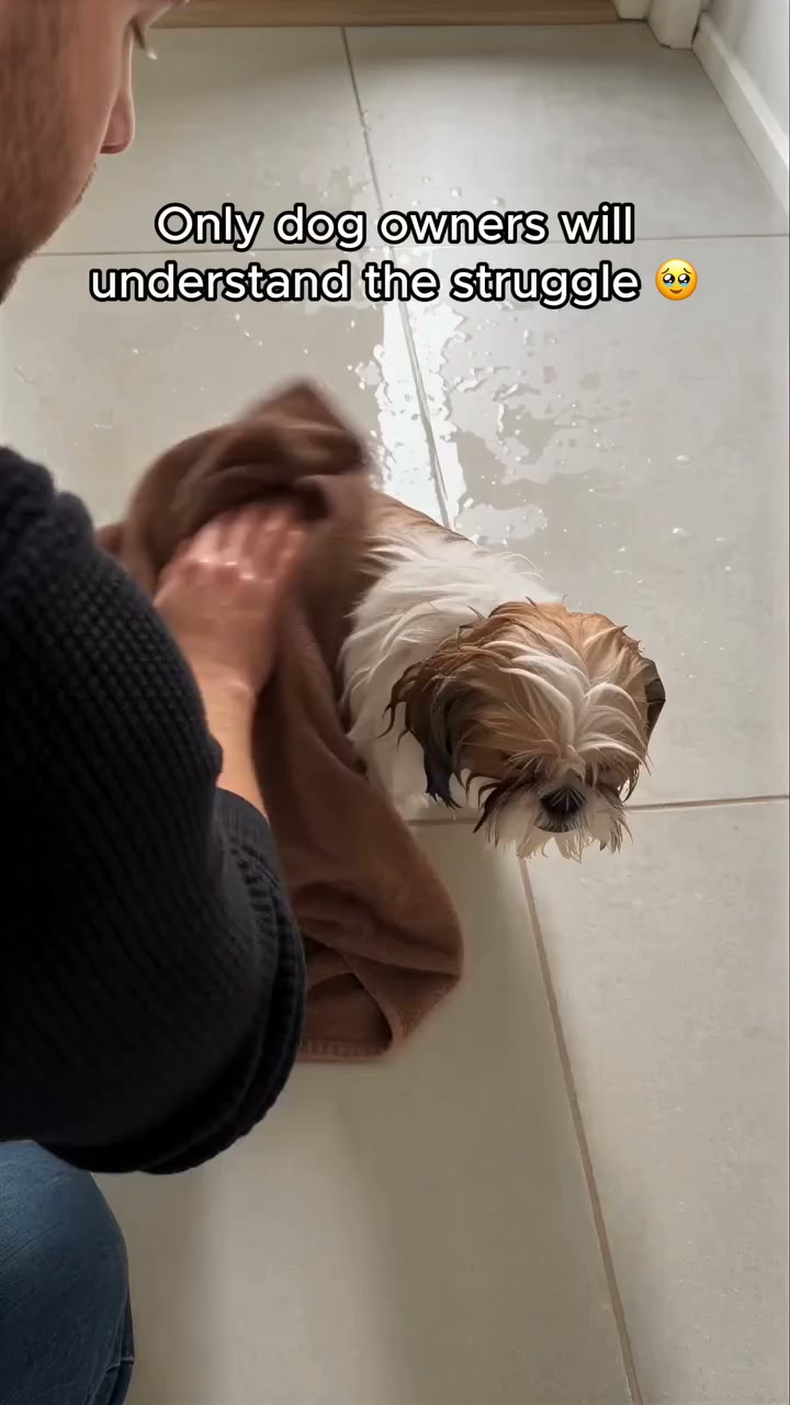 Wet Pup? Keep Drying in One Place