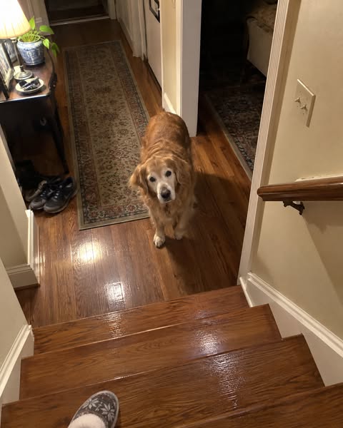 What I Got Wrong About Senior Dogs' Paws for Years