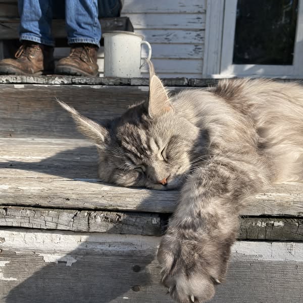 She bred Maine Coons for 28 years!
