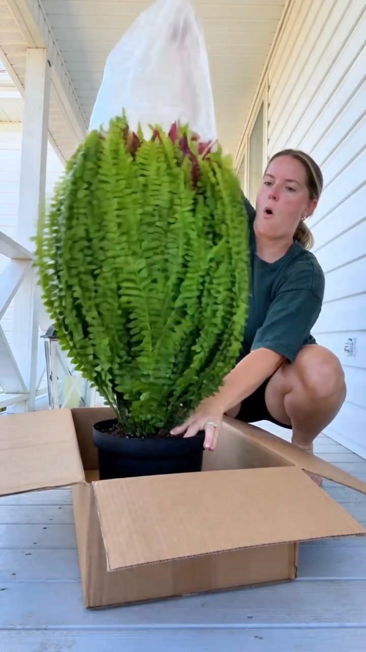 KAUFEN SIE 1, ERHALTEN SIE 1 GRATIS (2 STÜCK) 48 Zoll große, UV-beständige künstliche Farne & rote Dracaena Dekopflanzen – dicht, üppig