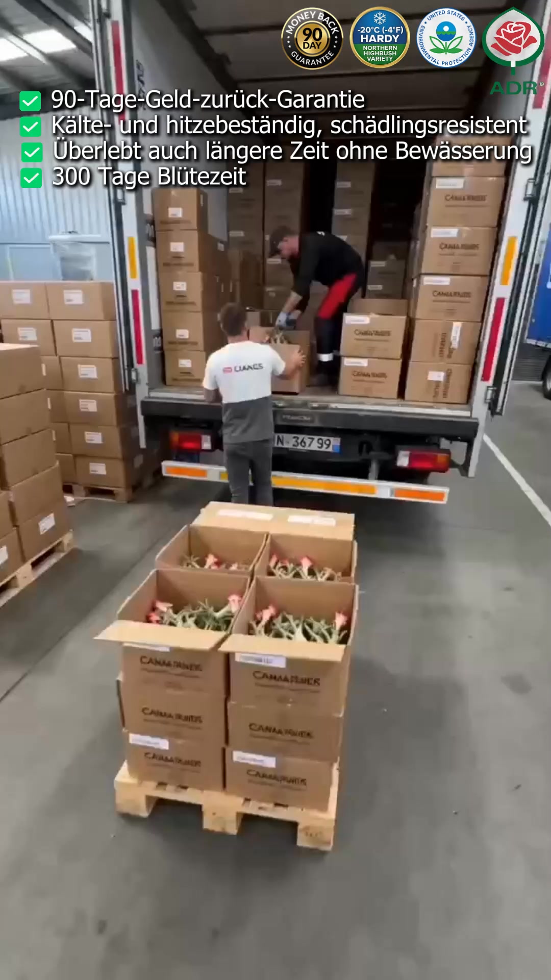 Eine große Auswahl hochwertiger Desert Rose Produkte erwartet Sie!