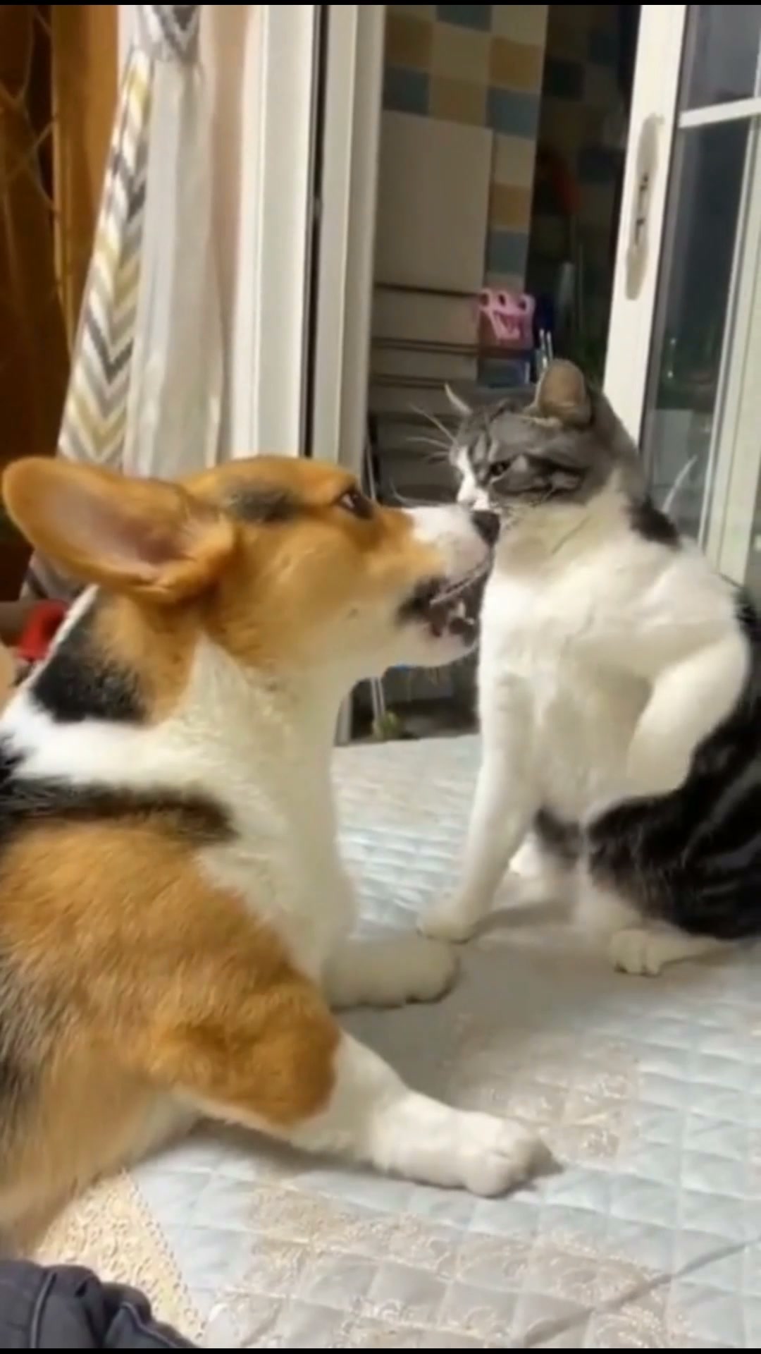 Gánale la batalla al pelo de tu mascota.