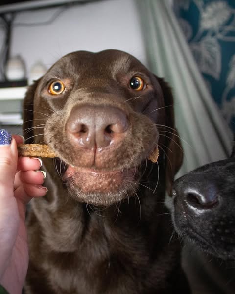 Chews and treats for dogs