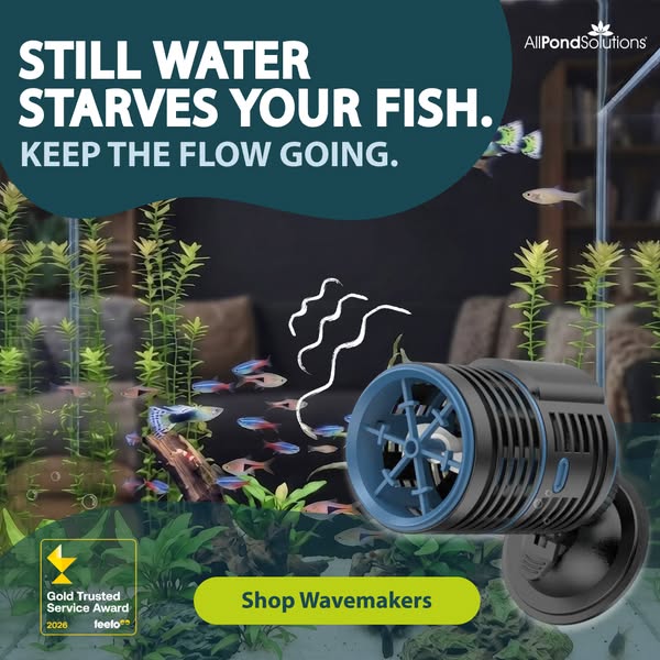 Keep Your Aquarium Healthy