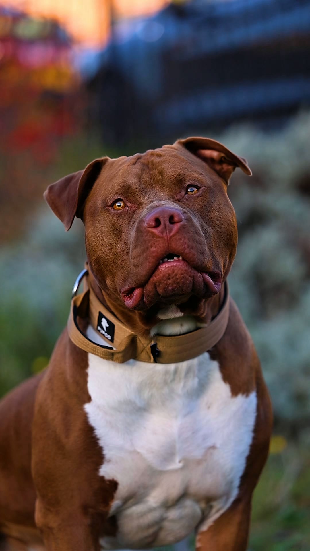 Performance collar £24.99