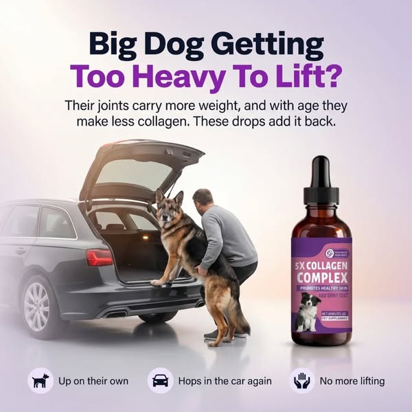 Help Your Big Dog Get Up Easier