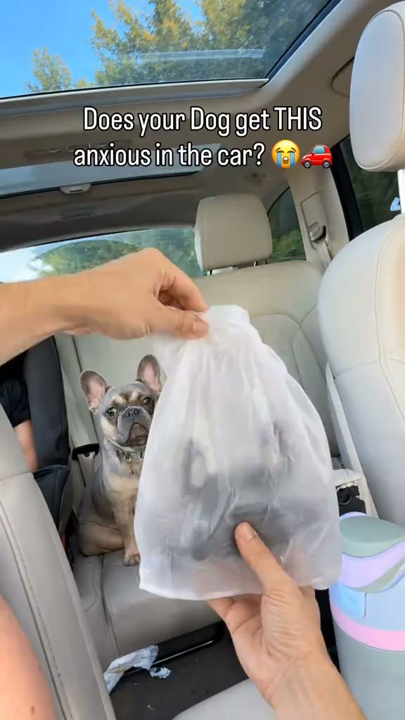 A Spa Day for Your Pet — At Home!