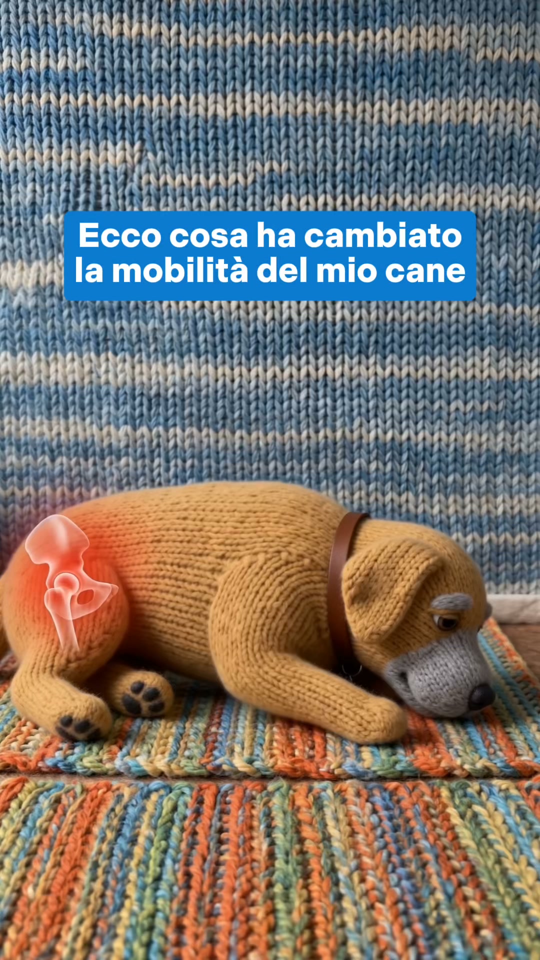 Fai in modo che il tuo cane possa tornare a saltare sul divano senza difficoltà