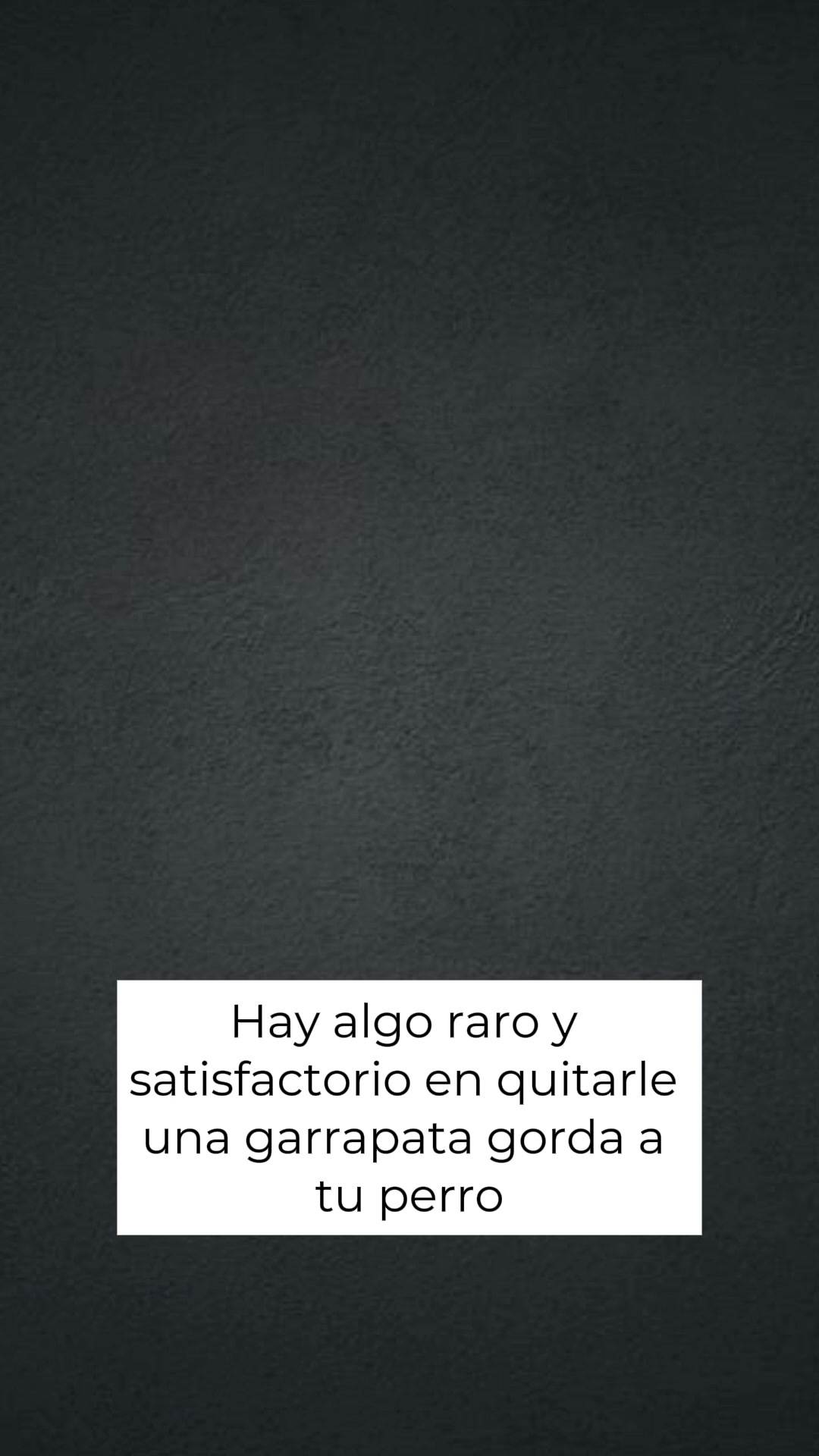 ¡Protege a tu amigo de cuatro patas!