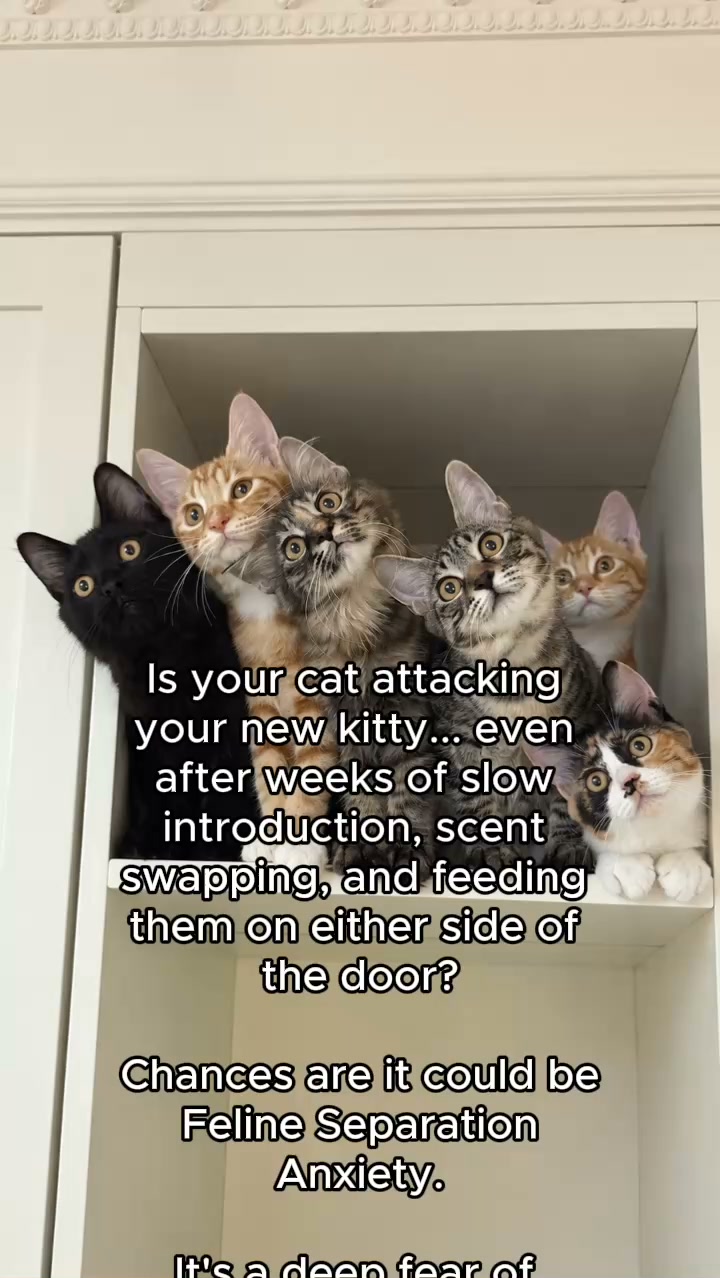 Read This Before You Rehome Your New Kitty For Good