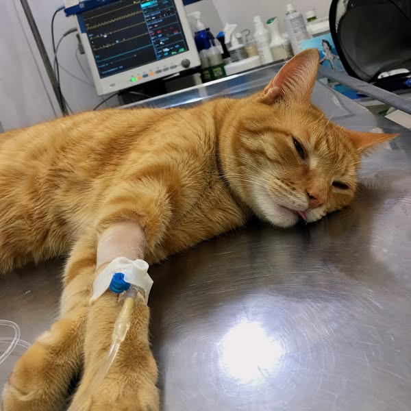 Stop watching your cat suffer