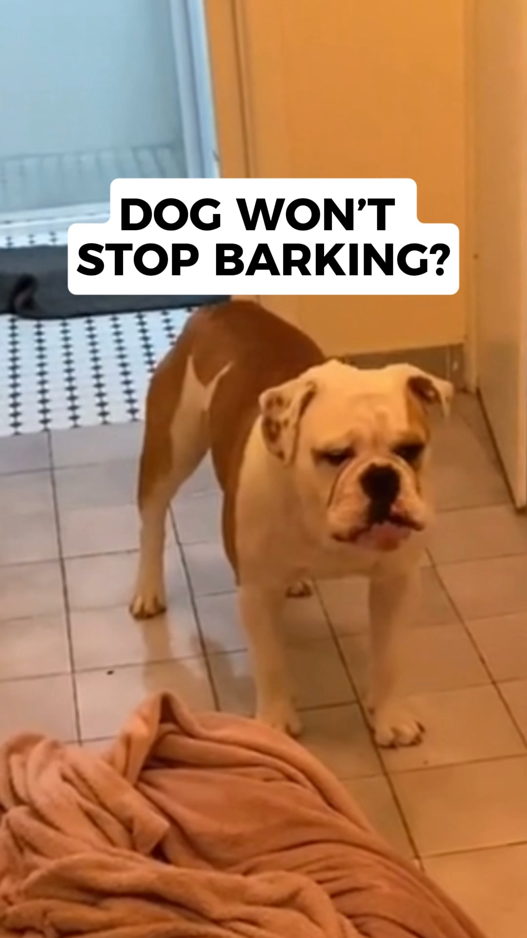 A New Way to Calm Noise-Anxious Dogs, 24/7