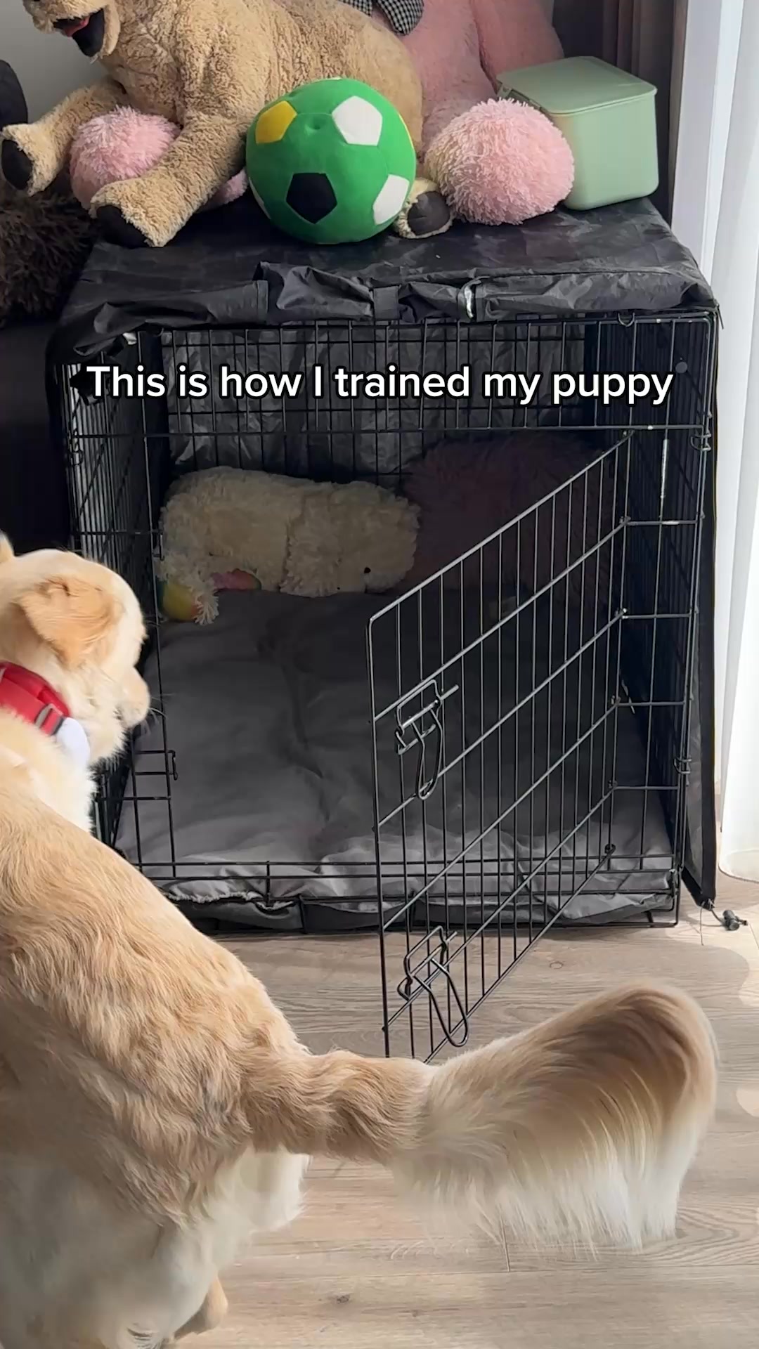 Get the revolutionary dog training book!