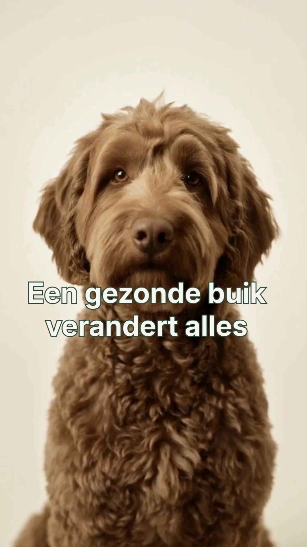 Een gelukkige hond. Een blije buik