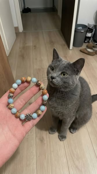 Help Us Save Cats