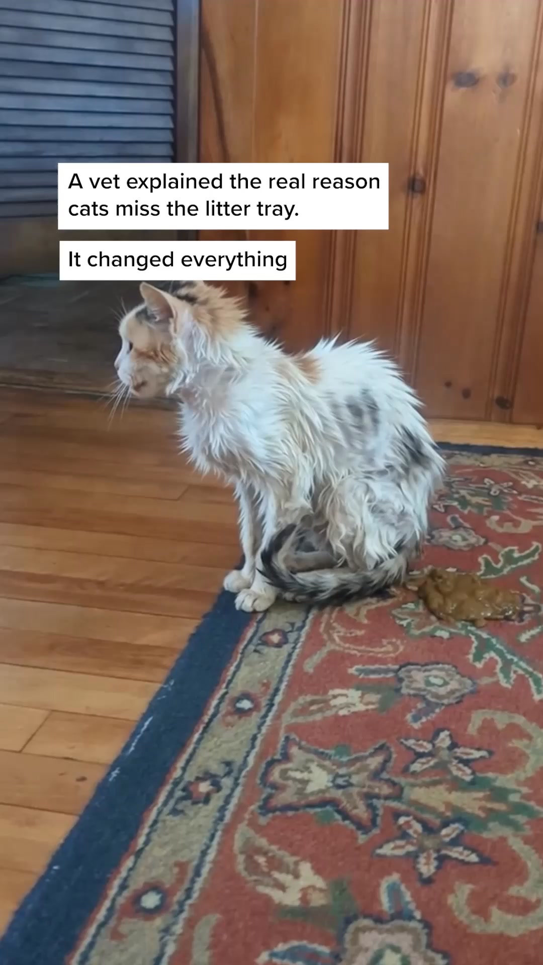 100% fresh meat for healthy cats