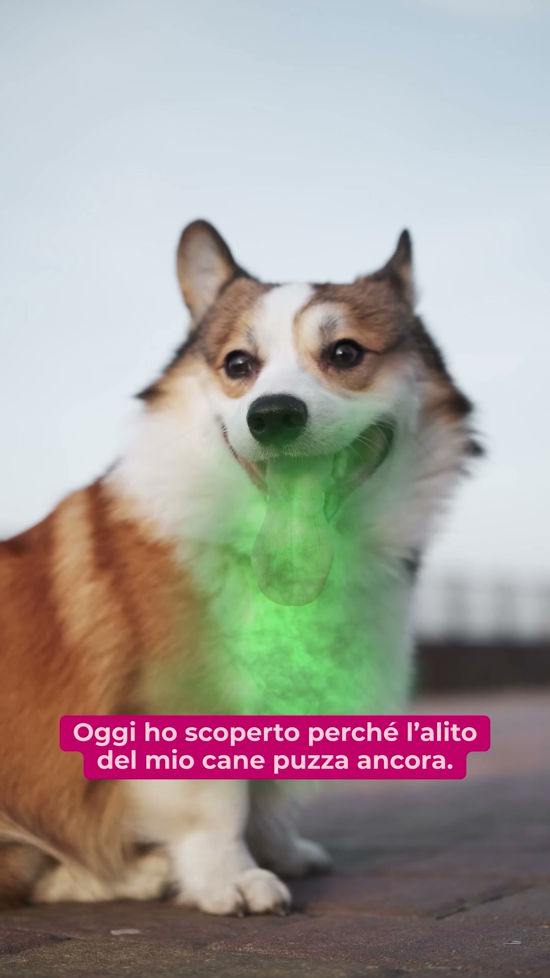 La vera causa dell'alito sgradevole nel cane (e la soluzione)