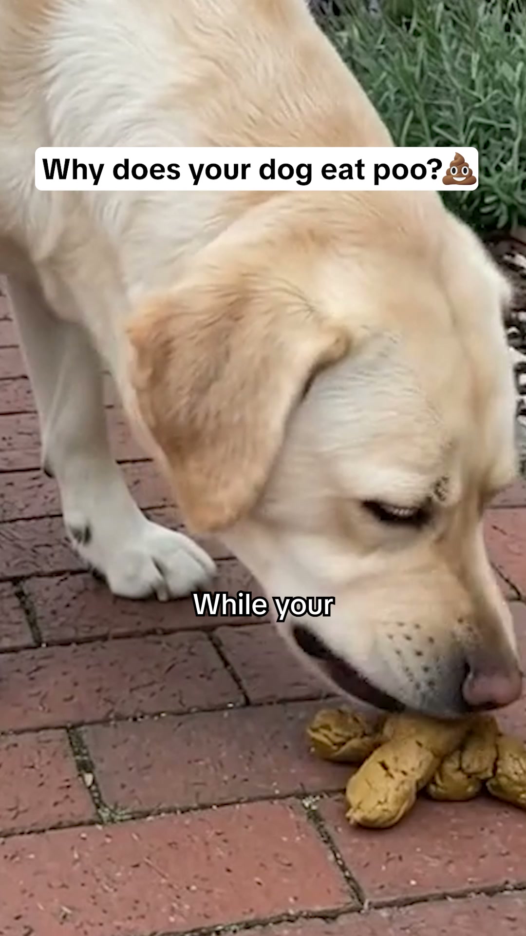 Help Your Dog Today