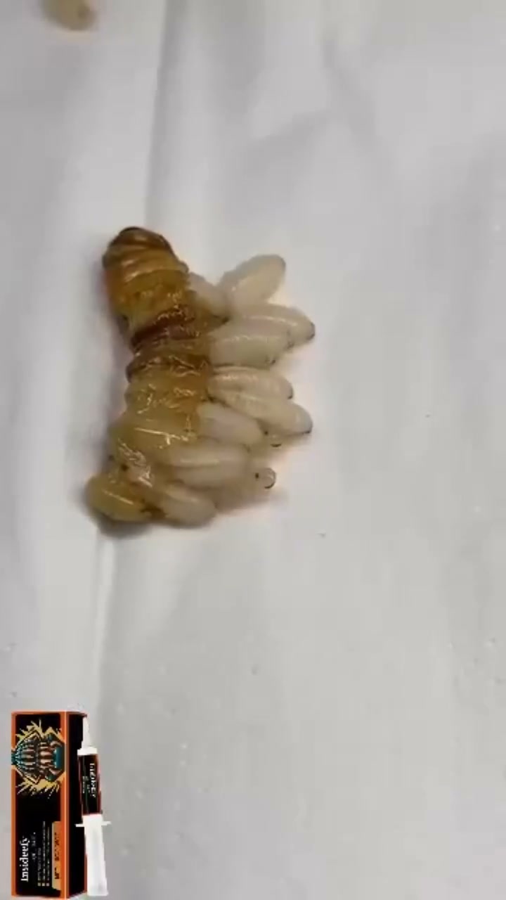 Stop Chasing Roaches With Spray