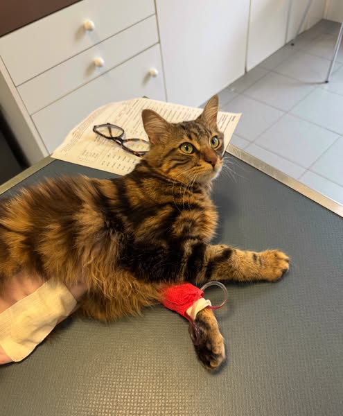 On a failli perdre notre chat. Ce soir-là, j'ai compris que je voulais le garder près de moi pour toujours.