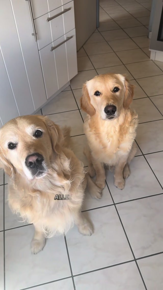 Anúncio de Dog Chef