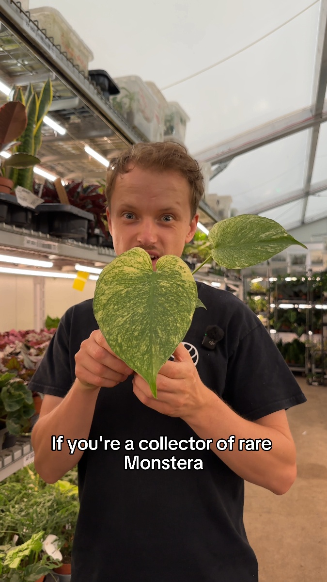 FLASH OFFER: Monstera Mint