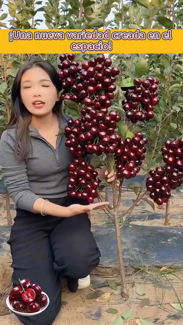 【HAZ CLIC AQUÍ Y PLANTA TU CEREZO ENANO EN ESTA TEMPORADA DE OTOÑO】