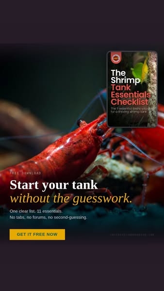 11 Shrimp Keeping Essentials Checklist