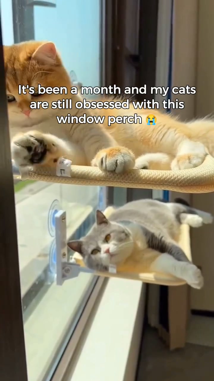 Why Your Cat Won't Leave the Window Alone