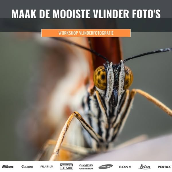 Samen vlinders leren fotograferen