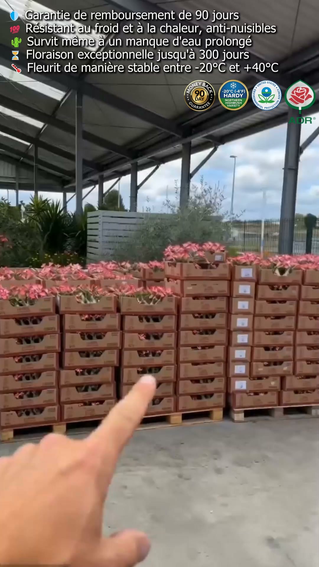 La plante qui ne meurt jamais – arrosez‑la et elle vit 100 ans !