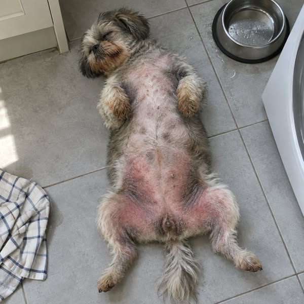 Read this if you have a dog