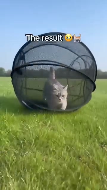 360° Panoramic Pop-Up Rolling Cat Playpen Ball