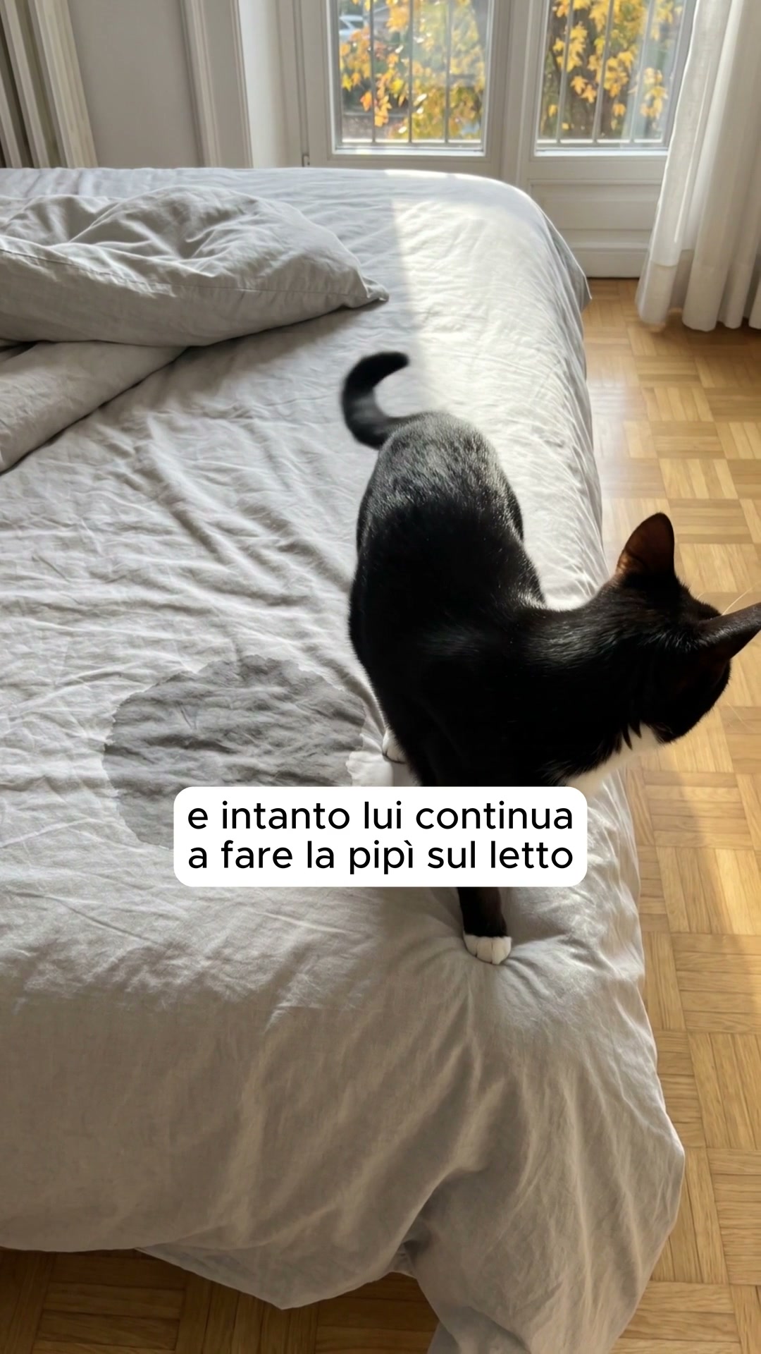 Il diffusore #1 per gatti: calma dalla prima ora, non dopo settimane