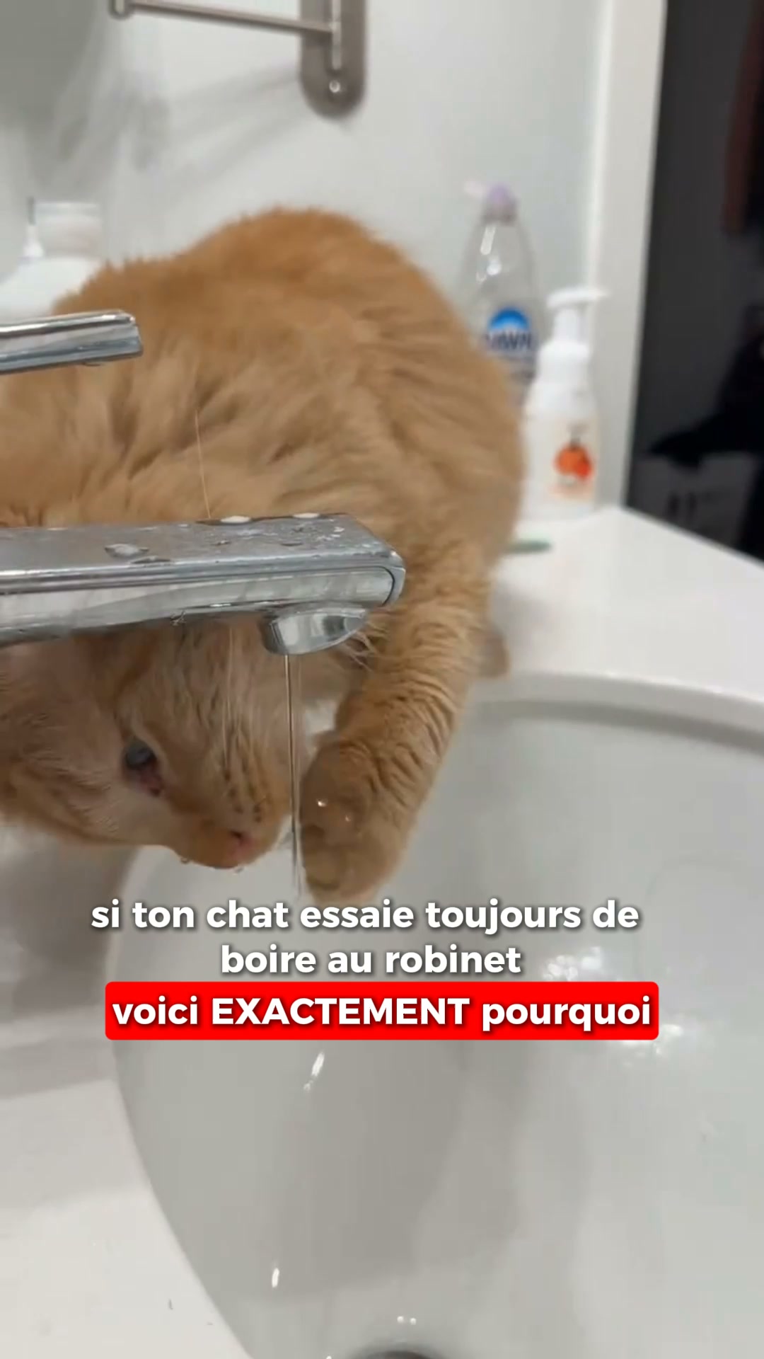 Protège les reins de votre chat