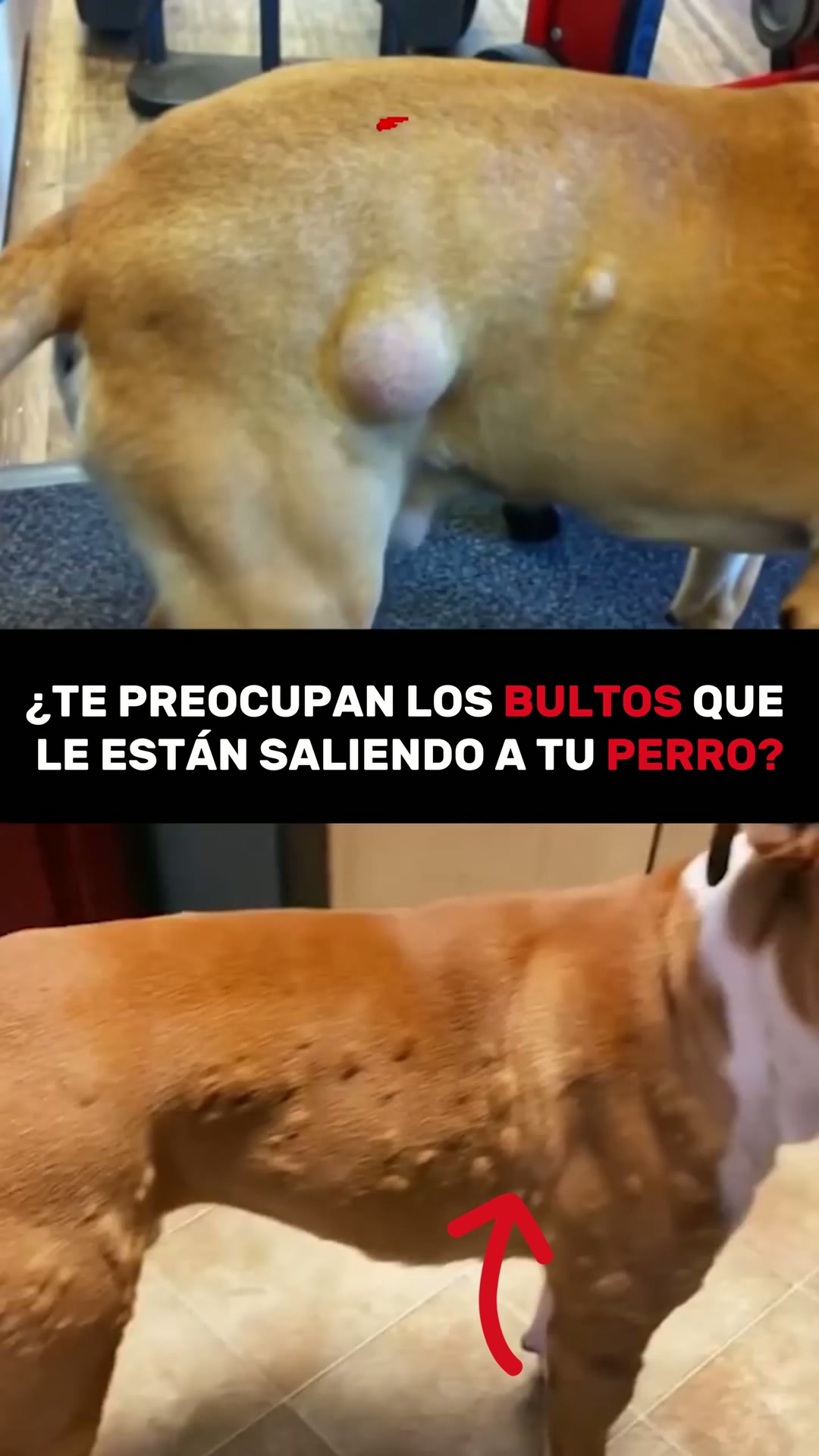 Envío GRATIS en 24/48h