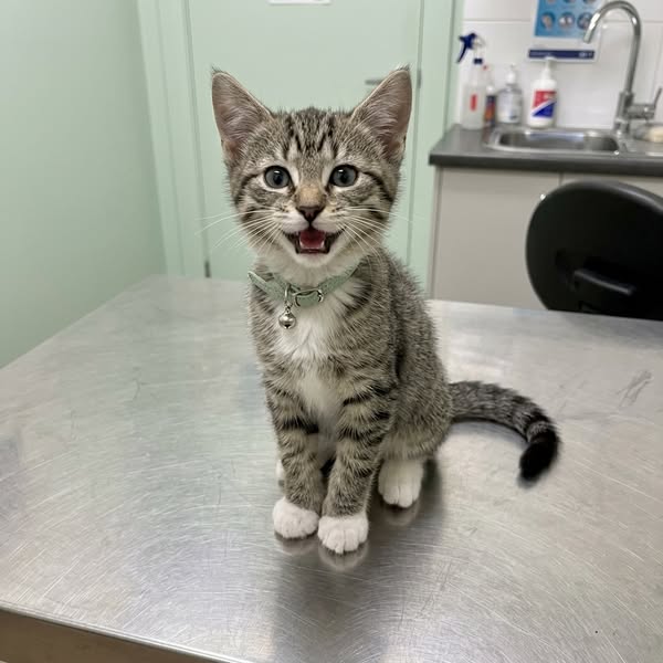 My New Vet Wants to Put My Cat Down. I Just Can't.