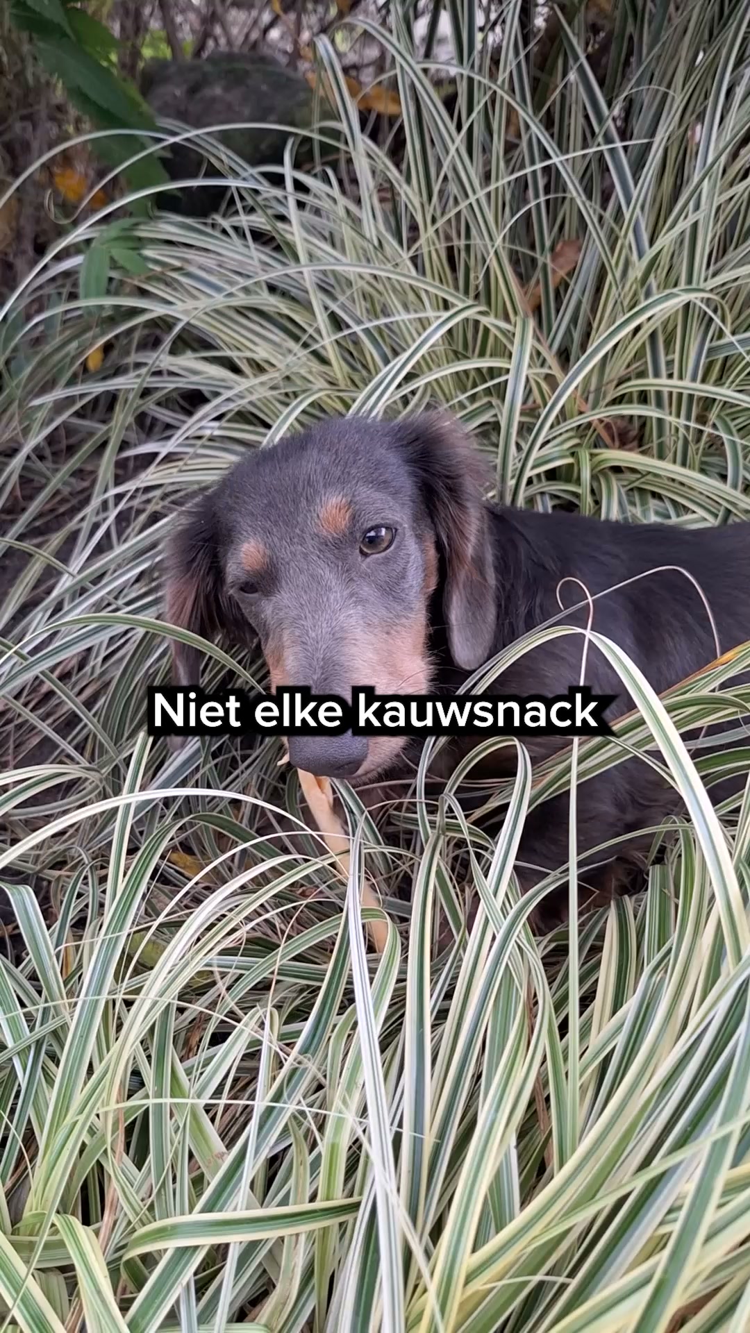 Ontdek de snackbox voor jouw puppy