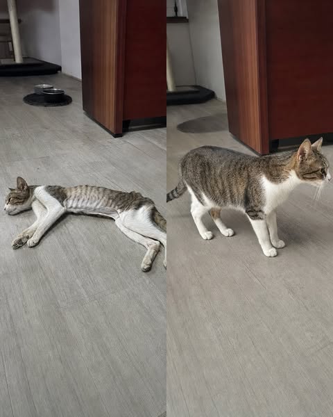 SHE WAS GETTING THINNER. THEN SHE COULDN’T GET UP.