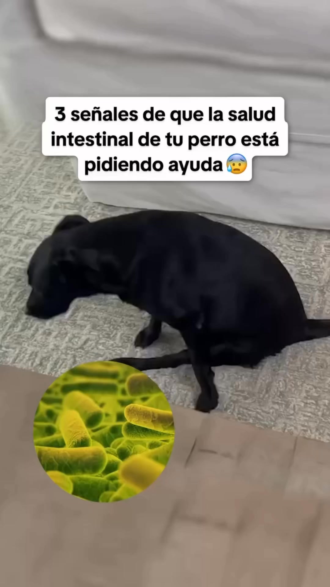 +50.000 perros ya lo usan