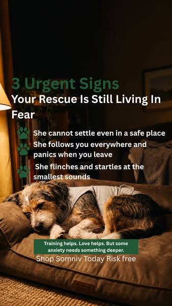 Give your pooch a new, safe home today