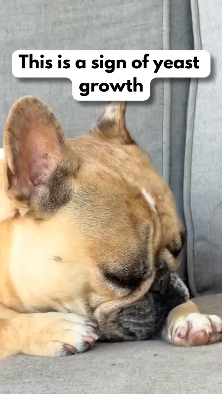 Your Frenchie deserves better.